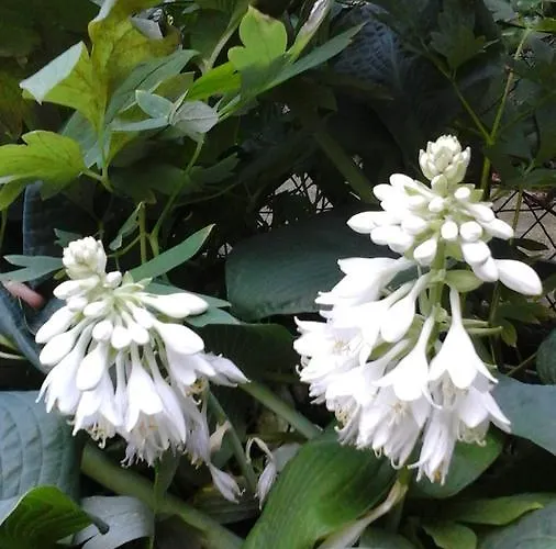 Bed & Breakfast La Mirandole Foix